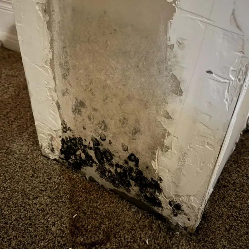 Professional Mold Removal in Clay, KY